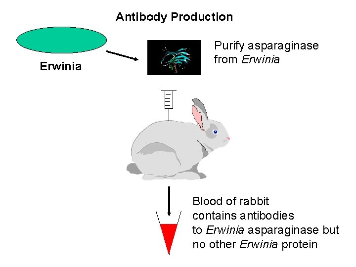 Antibody Production Erwinia Purify asparaginase from Erwinia Blood of rabbit contains antibodies to Erwinia