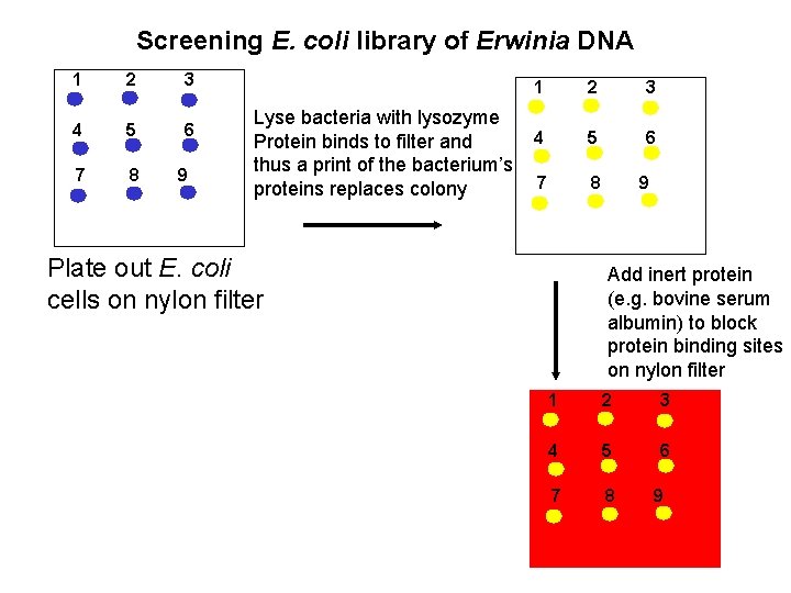 Screening E. coli library of Erwinia DNA 1 2 3 4 5 6 7