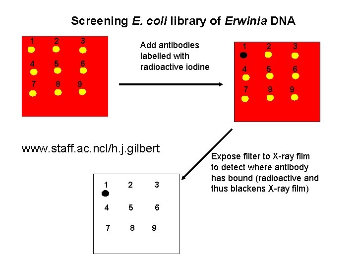 Screening E. coli library of Erwinia DNA 1 2 3 4 5 6 7