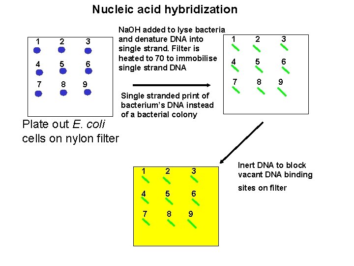 Nucleic acid hybridization 1 2 3 4 5 6 7 8 Na. OH added