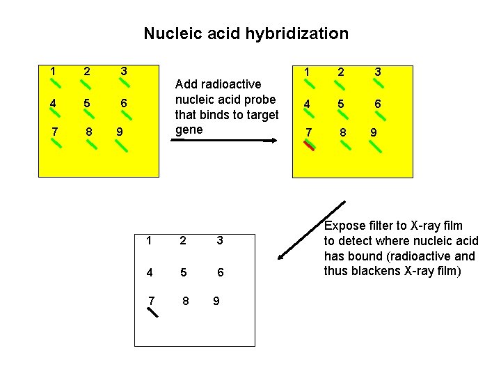 Nucleic acid hybridization 1 2 3 4 5 6 7 8 Add radioactive nucleic