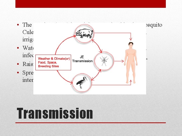  • The JE virus (JEV) is mainly transmitted by the mosquito Culex tritaeniorrhynchus,