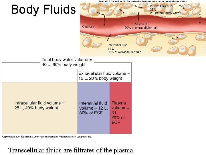 Body Fluids Transcellular fluids are filtrates of the plasma 