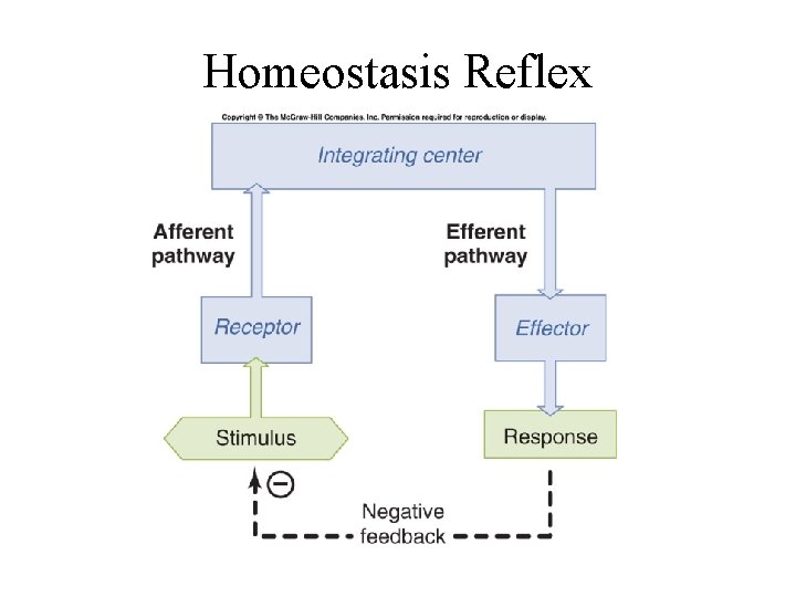 Homeostasis Reflex 