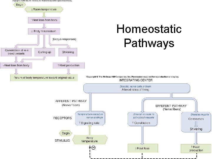 Homeostatic Pathways 