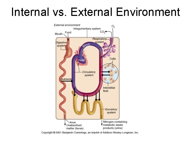 Internal vs. External Environment 