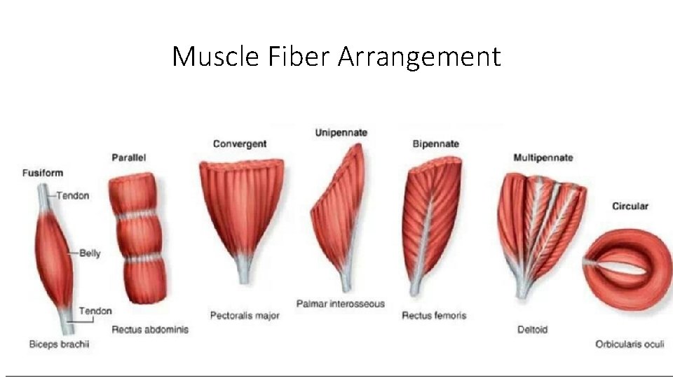 Muscle Fiber Arrangement ___________ ______ 