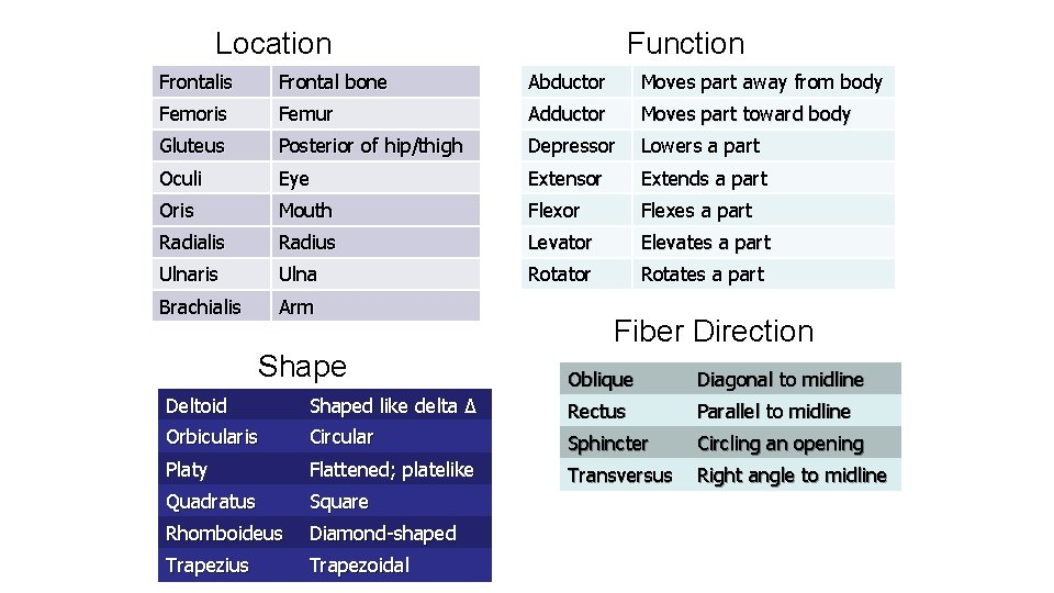 Location Function Frontalis Frontal bone Abductor Moves part away from body Femoris Femur Adductor