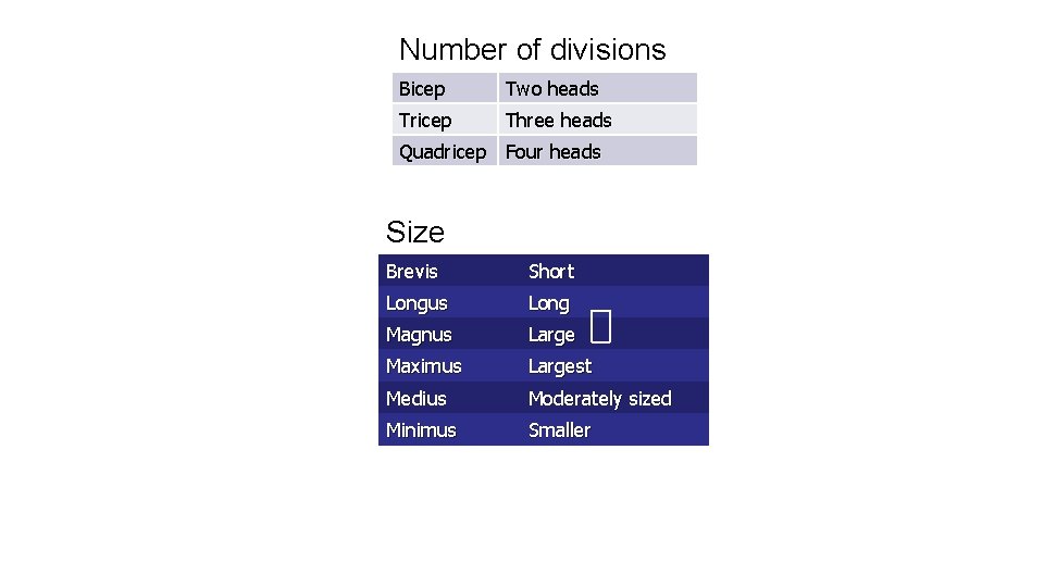 Number of divisions Bicep Two heads Tricep Three heads Quadricep Four heads Size Brevis