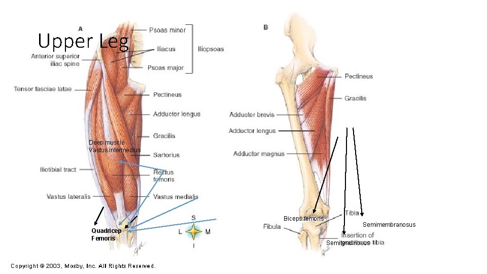 Upper Leg Deep muscle Vastus intermedius Biceps femoris Quadricep Femoris Semimembranosus Semitendinosus 