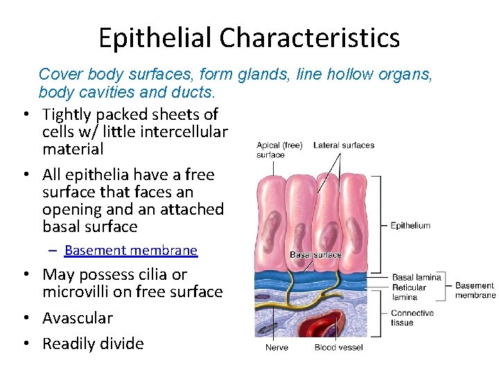 Epithelial Characteristics Cover body surfaces, form glands, line hollow organs, body cavities and ducts.