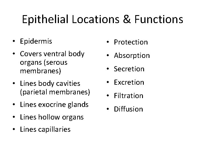 Epithelial Locations & Functions • Epidermis • Protection • Covers ventral body organs (serous