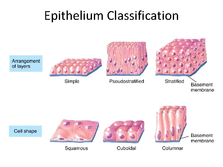Epithelium Classification 