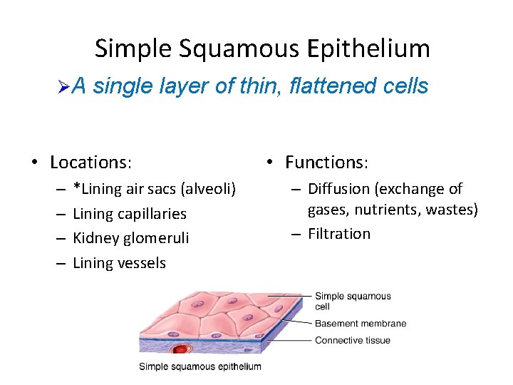 Simple Squamous Epithelium ØA single layer of thin, flattened cells • Locations: – –