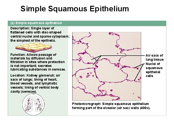 Simple Squamous Epithelium (a) Simple squamous epithelium Description: Single layer of flattened cells with