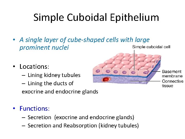 Simple Cuboidal Epithelium • A single layer of cube-shaped cells with large prominent nuclei