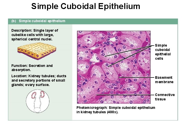 Simple Cuboidal Epithelium (b) Simple cuboidal epithelium Description: Single layer of cubelike cells with