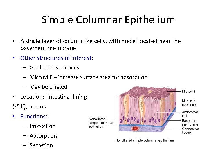 Simple Columnar Epithelium • A single layer of column like cells, with nuclei located