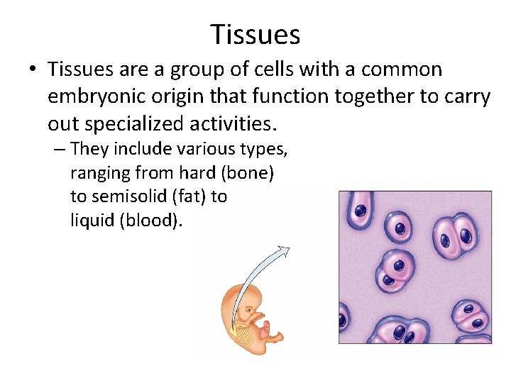 Tissues • Tissues are a group of cells with a common embryonic origin that