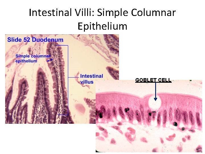 Intestinal Villi: Simple Columnar Epithelium GOBLET CELL 