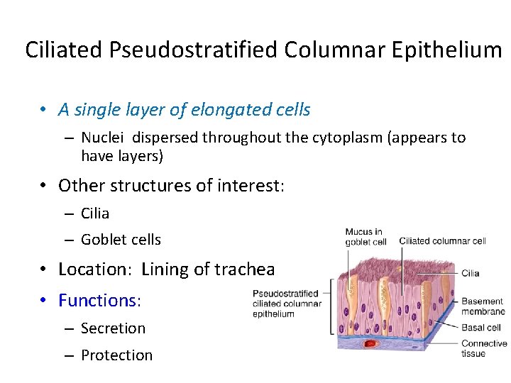 Ciliated Pseudostratified Columnar Epithelium • A single layer of elongated cells – Nuclei dispersed