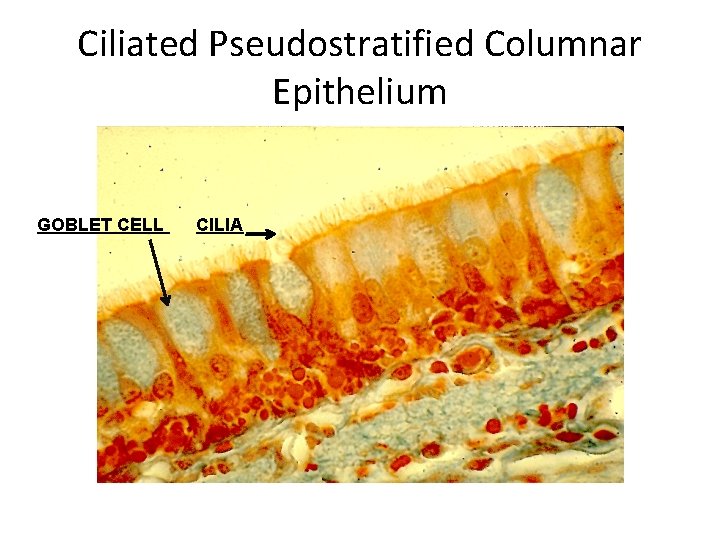 Ciliated Pseudostratified Columnar Epithelium GOBLET CELL CILIA 