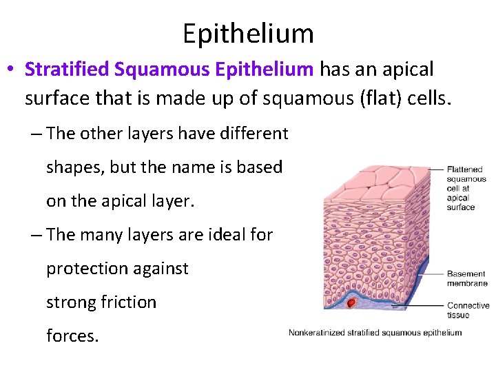 Epithelium • Stratified Squamous Epithelium has an apical surface that is made up of