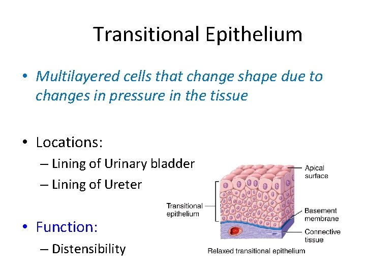 Transitional Epithelium • Multilayered cells that change shape due to changes in pressure in