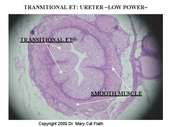 TRANSITIONAL ET: URETER ~LOW POWER~ TRANSITIONAL ET SMOOTH MUSCLE Copyright 2006 Dr. Mary Cat