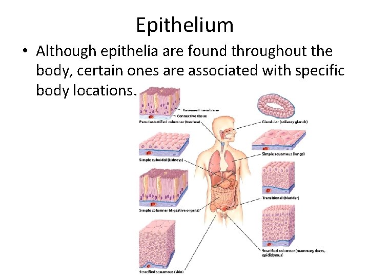 Epithelium • Although epithelia are found throughout the body, certain ones are associated with