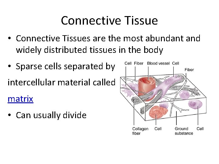 Connective Tissue • Connective Tissues are the most abundant and widely distributed tissues in