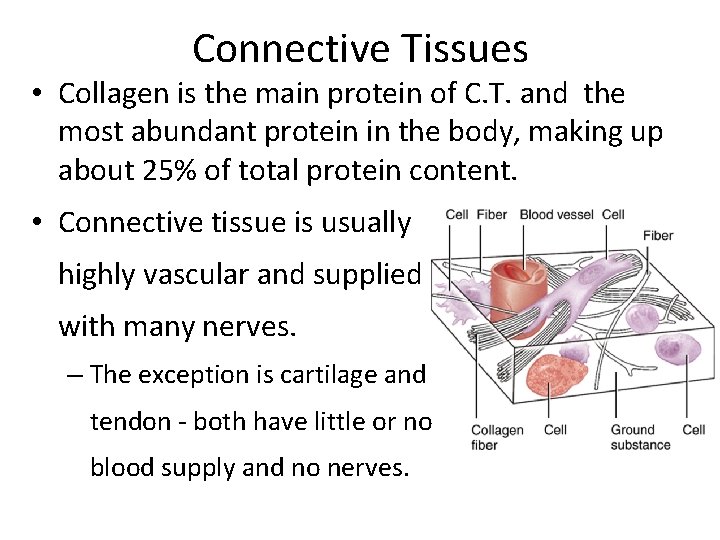 Connective Tissues • Collagen is the main protein of C. T. and the most