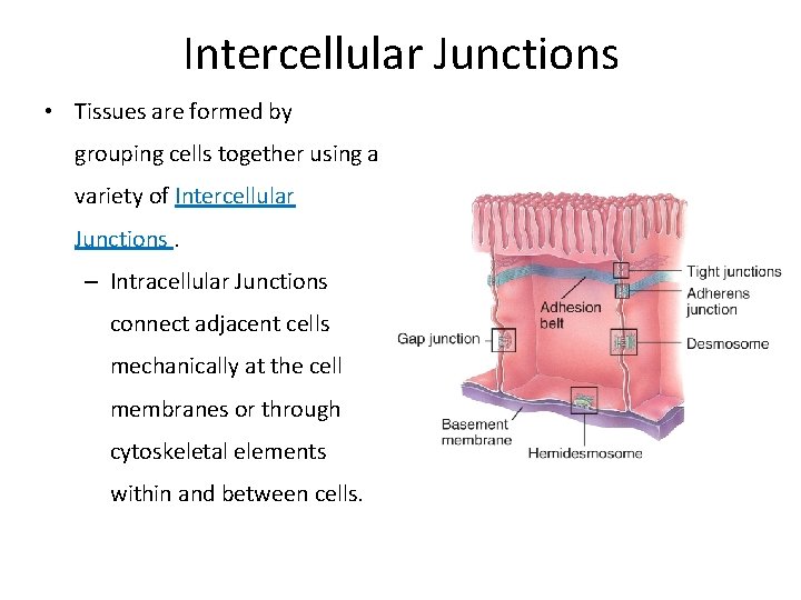 Intercellular Junctions • Tissues are formed by grouping cells together using a variety of