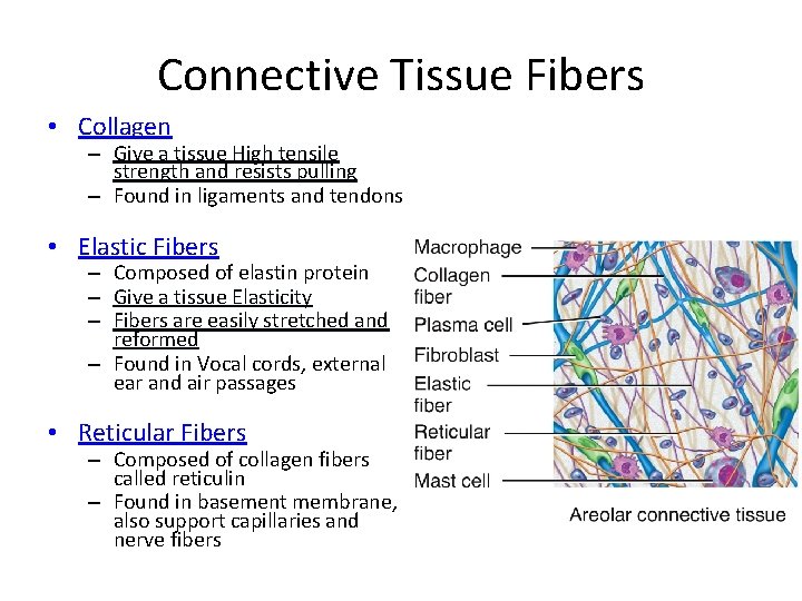 Connective Tissue Fibers • Collagen – Give a tissue High tensile strength and resists