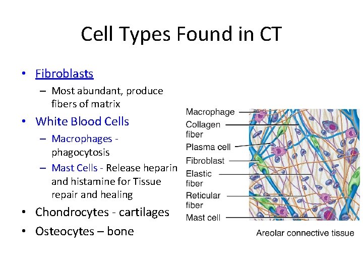 Cell Types Found in CT • Fibroblasts – Most abundant, produce fibers of matrix