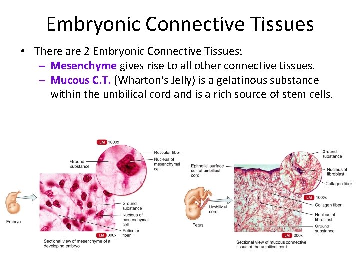 Embryonic Connective Tissues • There are 2 Embryonic Connective Tissues: – Mesenchyme gives rise