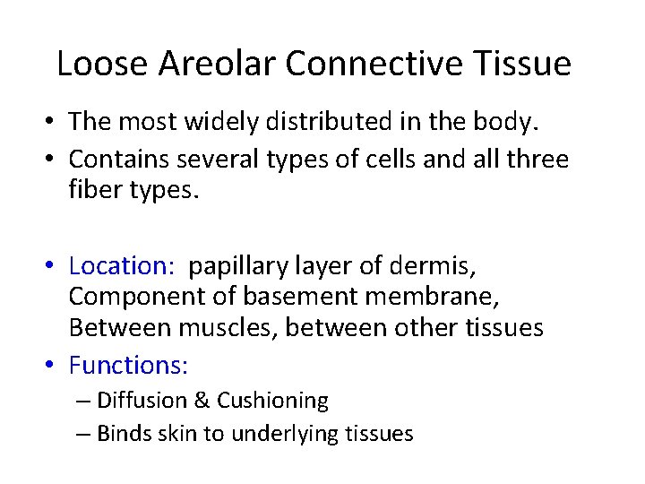 Loose Areolar Connective Tissue • The most widely distributed in the body. • Contains