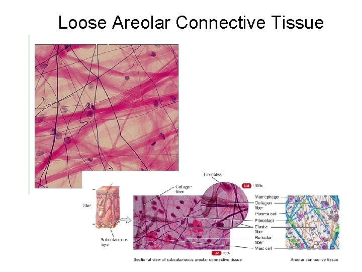 Loose Areolar Connective Tissue (a) Connective tissue proper: loose connective tissue, areolar Photomicrograph: Areolar
