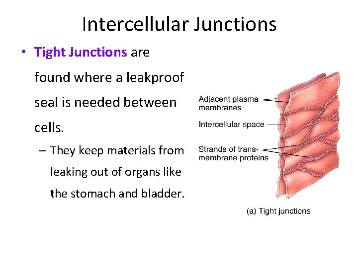 Intercellular Junctions • Tight Junctions are found where a leakproof seal is needed between