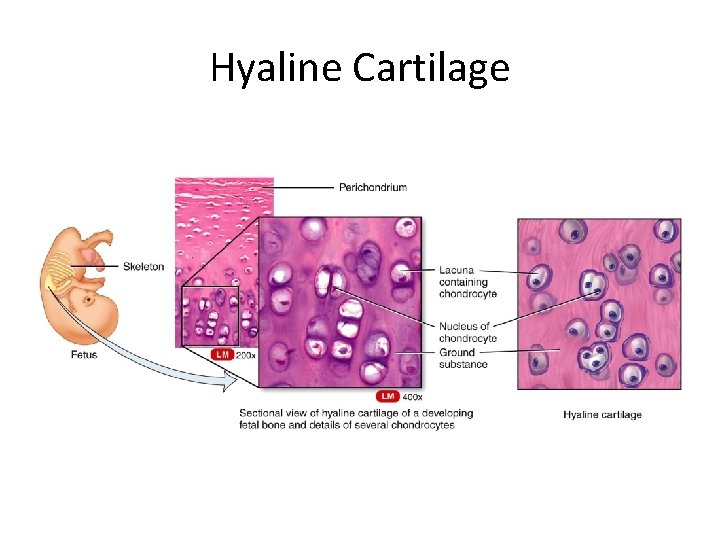 Hyaline Cartilage 