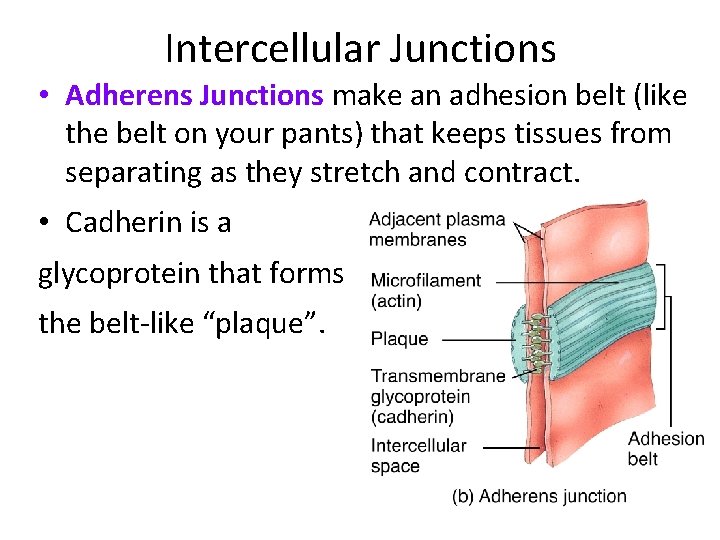 Intercellular Junctions • Adherens Junctions make an adhesion belt (like the belt on your