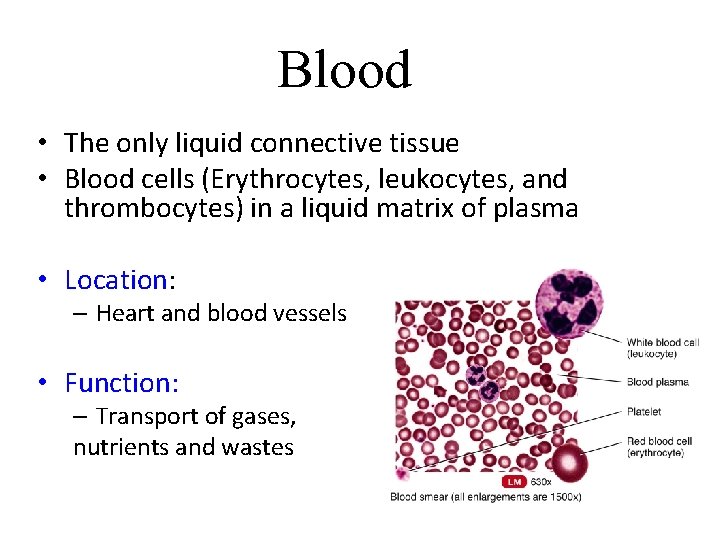 Blood • The only liquid connective tissue • Blood cells (Erythrocytes, leukocytes, and thrombocytes)