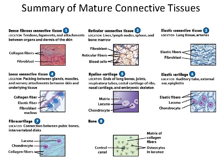 Summary of Mature Connective Tissues 
