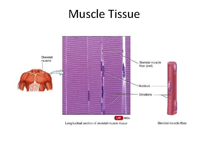 Muscle Tissue 