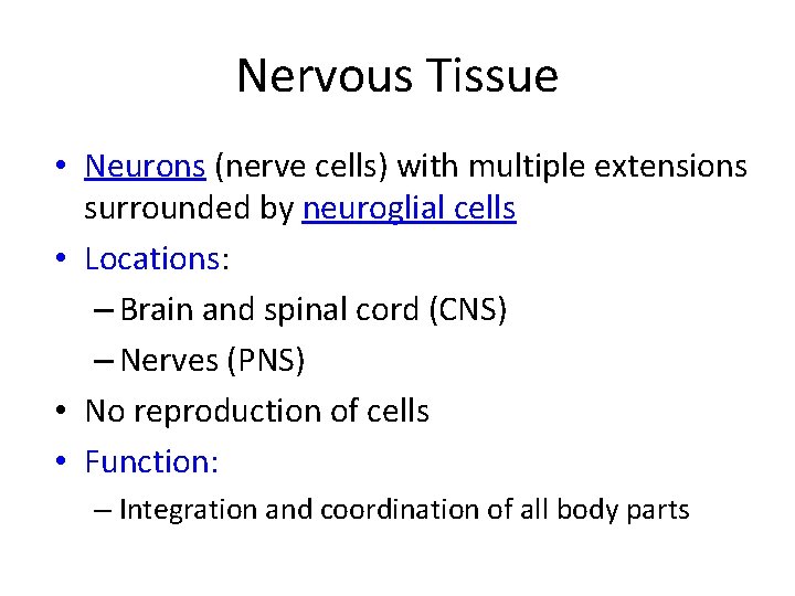 Nervous Tissue • Neurons (nerve cells) with multiple extensions surrounded by neuroglial cells •