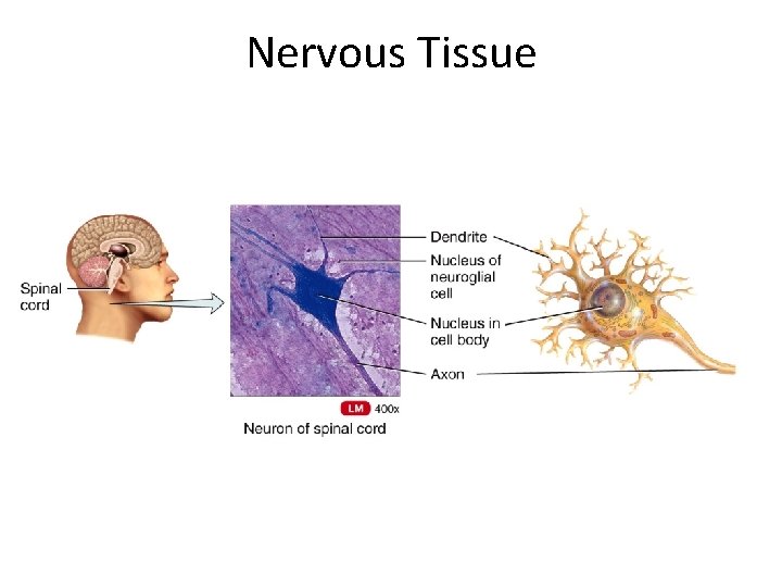 Nervous Tissue 