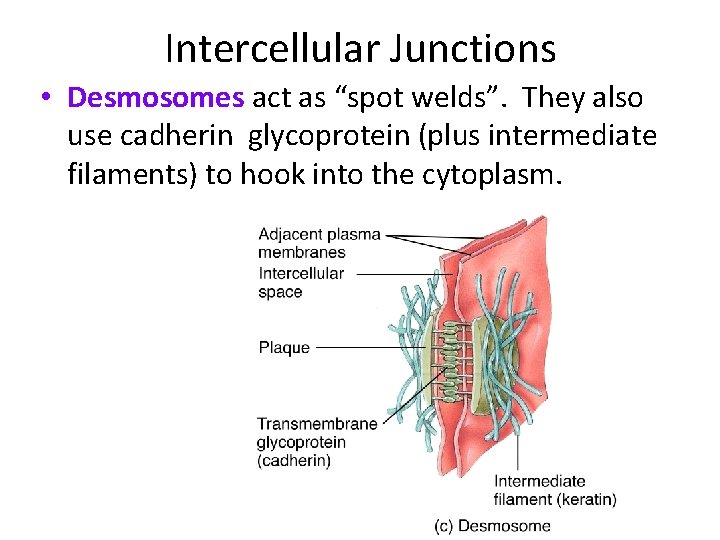 Intercellular Junctions • Desmosomes act as “spot welds”. They also use cadherin glycoprotein (plus