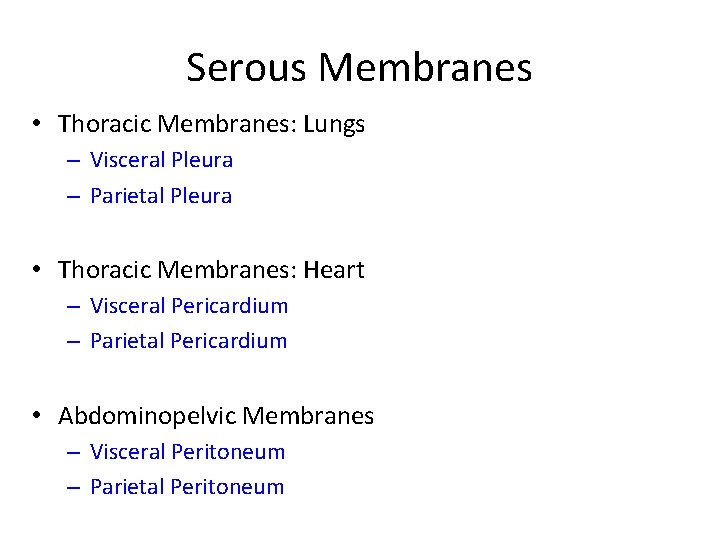 Serous Membranes • Thoracic Membranes: Lungs – Visceral Pleura – Parietal Pleura • Thoracic