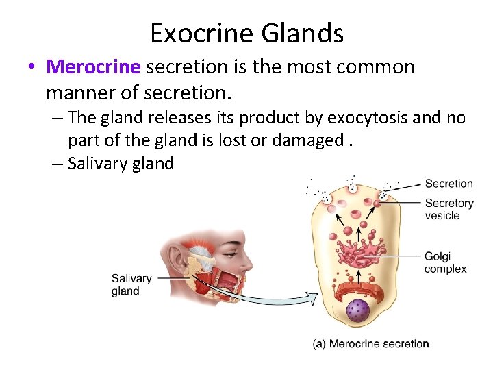 Exocrine Glands • Merocrine secretion is the most common manner of secretion. – The