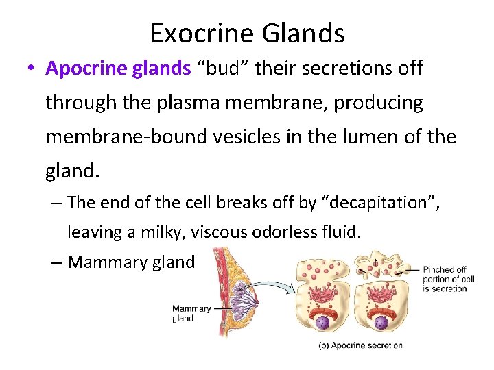 Exocrine Glands • Apocrine glands “bud” their secretions off through the plasma membrane, producing